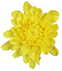 Crisntemo