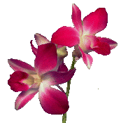 Orqudea