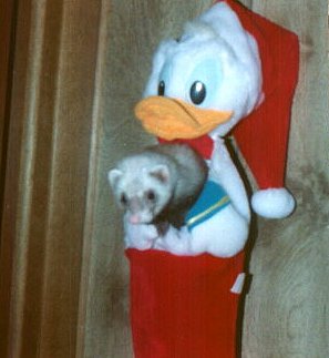 ferret in 
christmas stocking