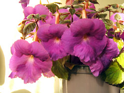 achimenes