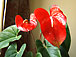 Anthurium virága