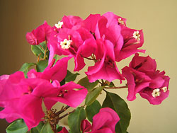 bougainvillea