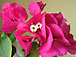 bougainvillea virága