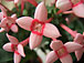 bouvardia virága