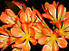 Clivia virága