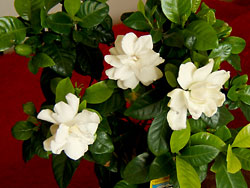 gardenia