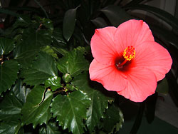hibiscus