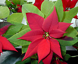 euphorbia pulcherrima