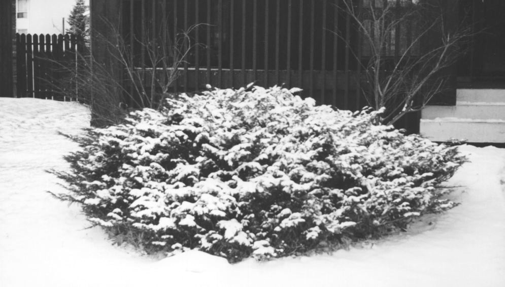snow1.jpg (116654 bytes)