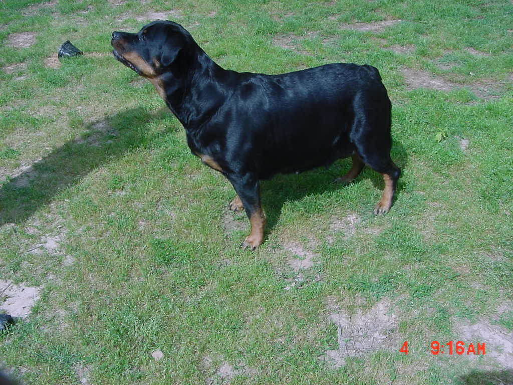 Camilla, very pregnant