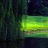 Weeping Willow by a Pond