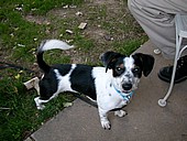 joey3.jpg