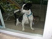 joey7.jpg