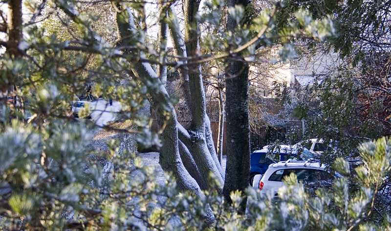 framed-trees