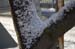 tree-near-the-entrance-fork