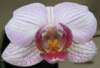 orchid2_small.jpg