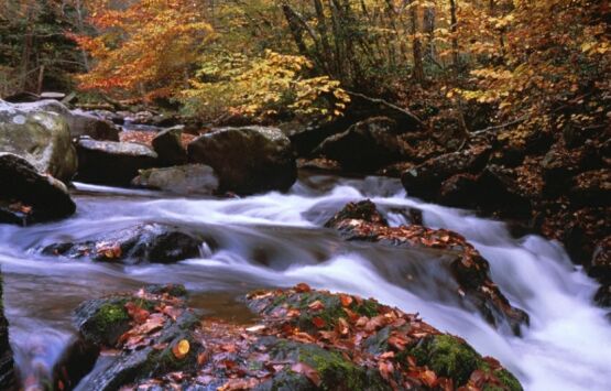 Cowee_Mountains_North_Carolina_FA.jpg