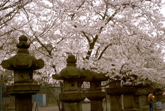 Ueno_Park_Tokyo_SP.jpg