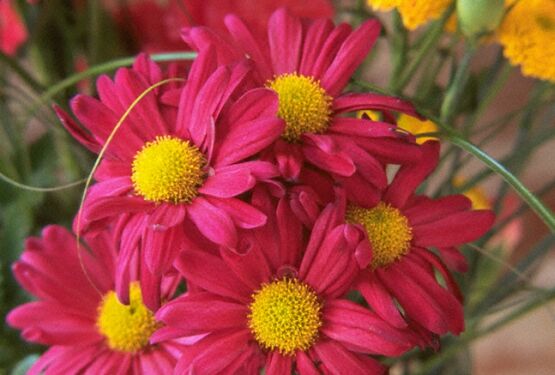 chrysanthemum_S.jpg