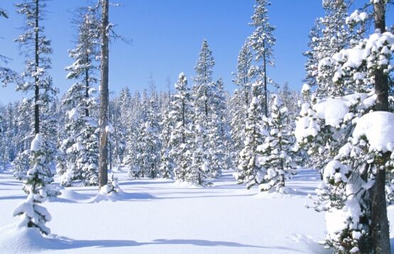 pine_trees_W.jpg