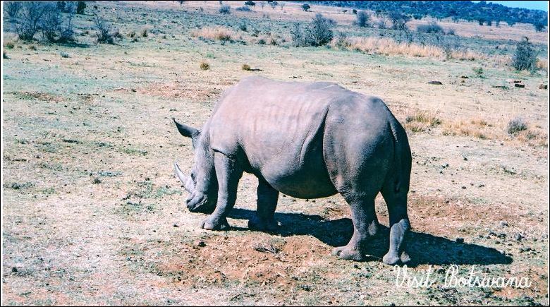 Entabeni_neushoorn1 Entabeni_neushoorn1.jpg