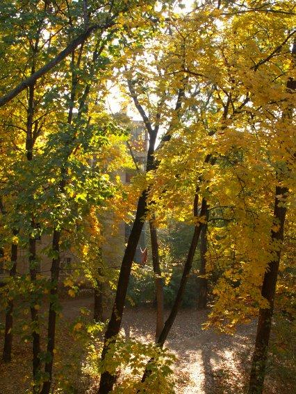 Golden Autumn