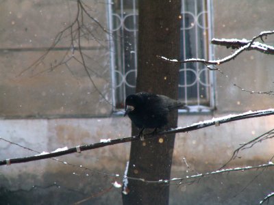 A crow in the cold