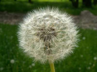 A dandellion