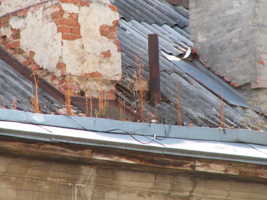 An alive roof