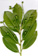 Photinia