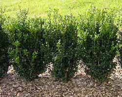 BUXUS SEMPERVIRENS