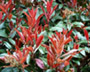 Photinia