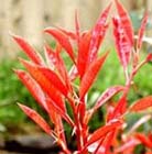 Photinia