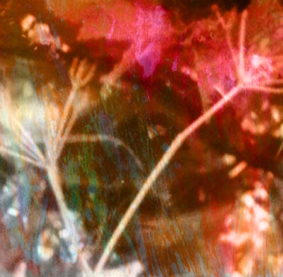 hedgerow, limited edition