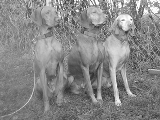 Three in Black and White