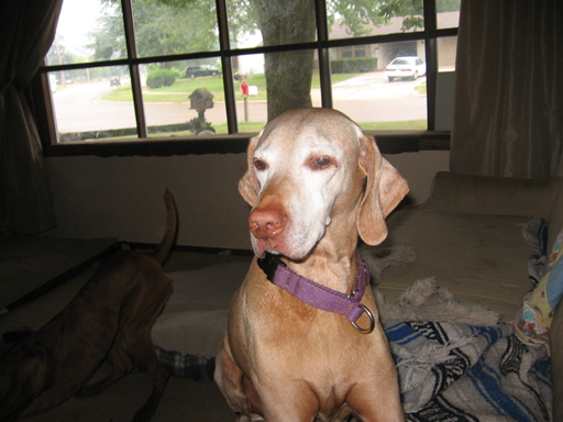 Flash on the Couch