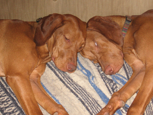 Sirne and Skittles