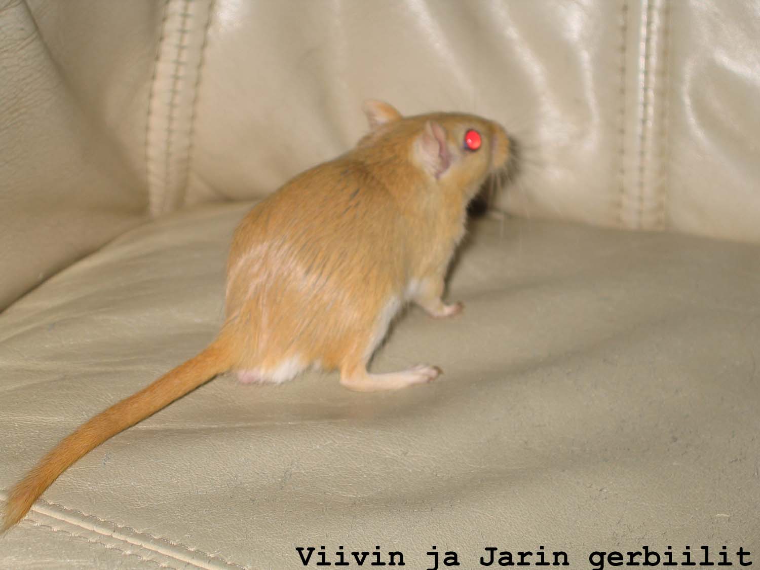 Arska on tarkemmin topas