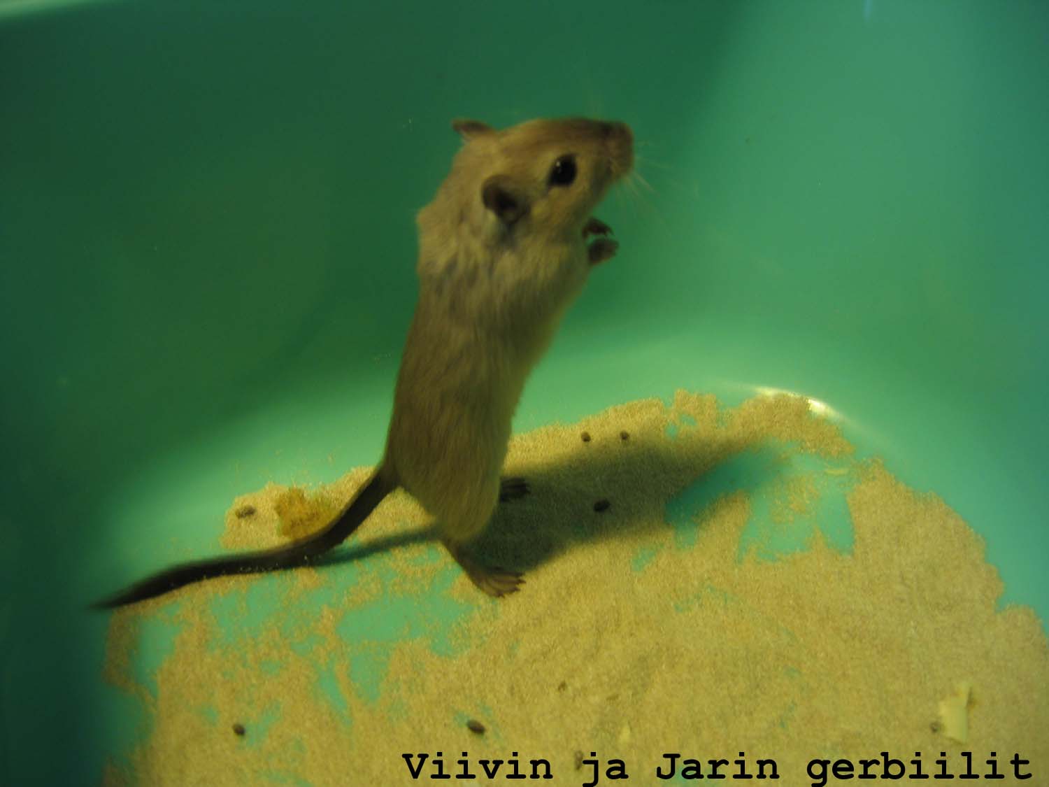 Purre hiekkakylvyss