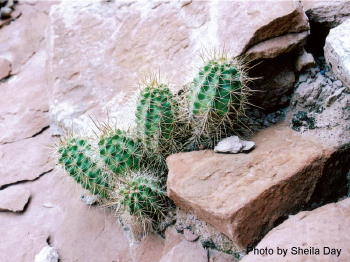 Barrel Cactus