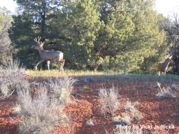 Mule Deer