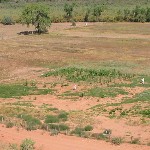 Navajo corn field