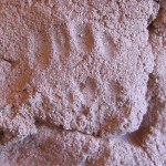 14 Window Ruin - fingerprints in mortar