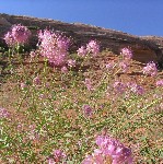 Flowering shrub