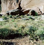 Polly's Island Ruin