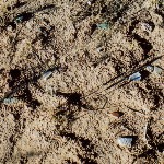 Pottery shards