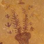 Head of Sinbad pictographs