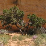 Head of Sinbad pictographs