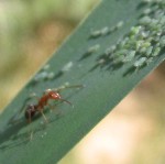 Ants and aphids in Grand Gulch