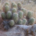 Barrel Cactus